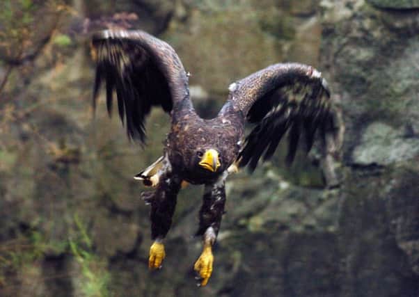 Sea eagle numbers have soared in recent years. Picture: PA
