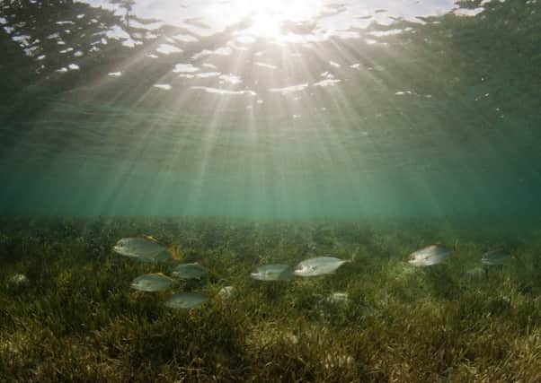 School of skipjack fish over seagrass bed in the Bahamas.