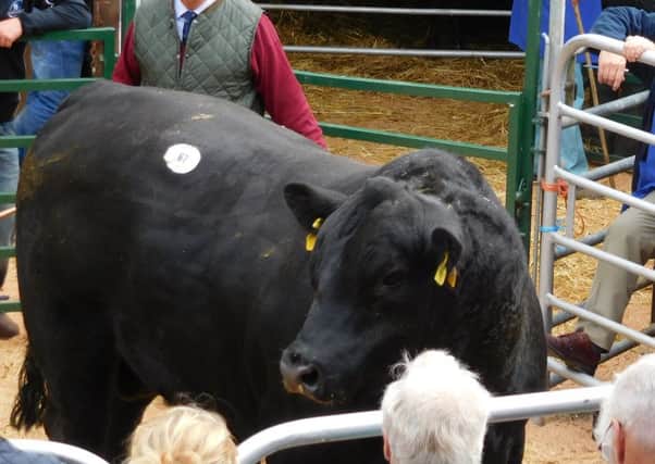 Demand for Aberdeen Angus bulls was led by commercial and pedigree buyers. Picture: Contributed