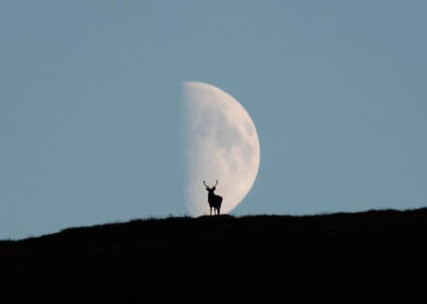 A stag in front of the moon on the hills near Loch Muick in the Cairngorms National Park. Picture: Andy Leonard/SWNS