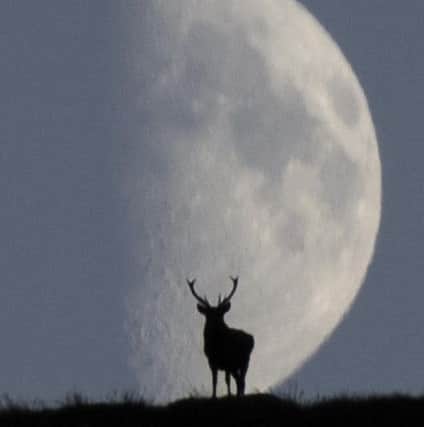 The stag was overlooking the valley and roaring. Picture: Andy Leonard/SWNS