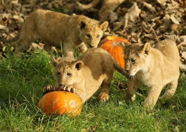 Lion cubs play with pumpkins at Blair Drummond Safari Park as they get ready for Halloween. Picture: Andrew Milligan/PA Wire