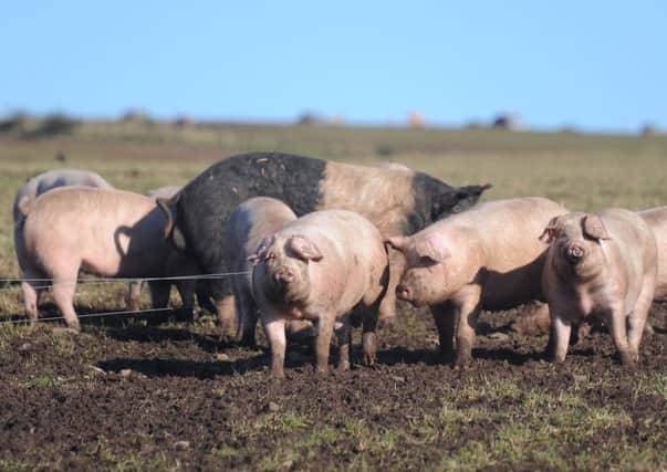 Pig numbers are on the rise, according to the census. Picture: Kimberley Powell