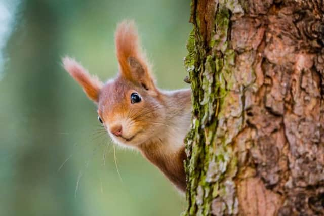 Tree-mendous adventures this autumn