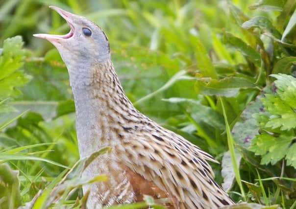 Corncrake numbers fell to their lowest ever levels in the 1990s, when just 400 males remained in Scotland. Despite recent declines, the latest survey shows there are now more than 1,000. Picture: Ian Rutherford