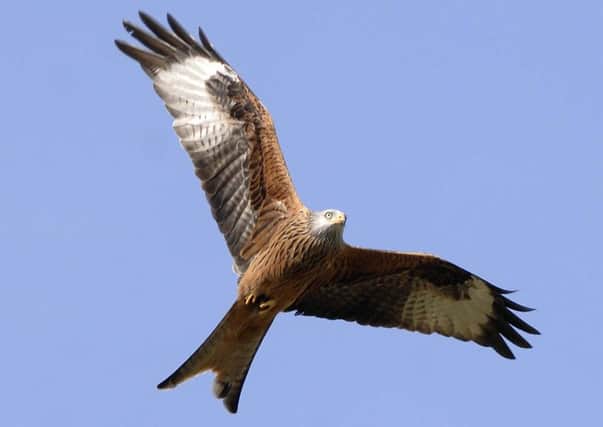 A new report suggests poor population growth of red kites in the north of Scotland is down to illegal killings. Picture: Ian Rutherford