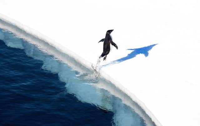 An adelie penguin jumping onto the ice in the Ross Sea in Antarctica. Picture; Getty