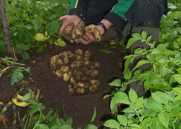 'Imported' seed potatoes carry the risk of disease. Picture: Contributed