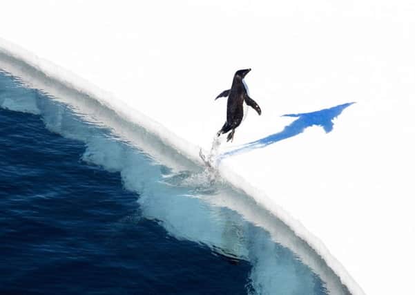 Penguins like this adelie in the Ross Sea in Antarctica are among the species to have greater protection with the international agreement to declare the area a Maritime Protected Area. Picture AFP