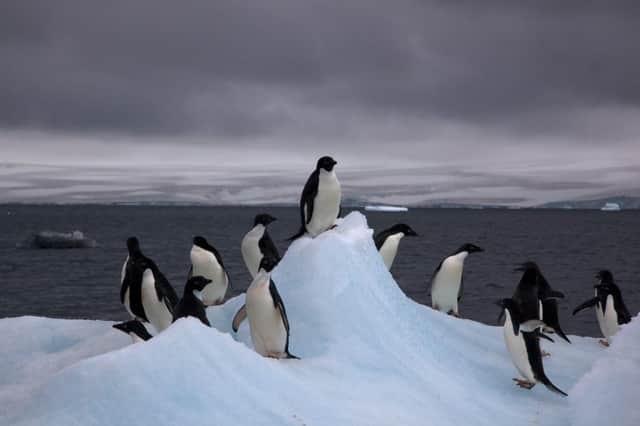 The protected area will help protect wildlife including Adelie penguins. Picture: Contributed