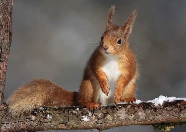 Britain's red squirrels have been infected by a medieval strain of leprosy