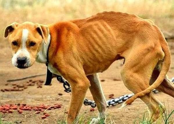 Stuart Earley, chief executive of animal welfare charity Scottish SPCA, has resigned after facing cricism of his £216,000 salary
