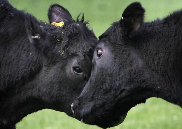 Quality Meat Scotland remains upbeat despite the challenges facing the livestock sector. Picture: Christopher Furlong/Getty Images