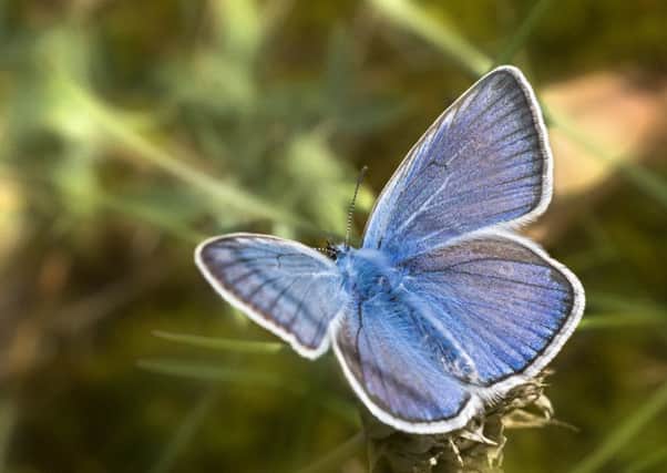 The small blue butterfly