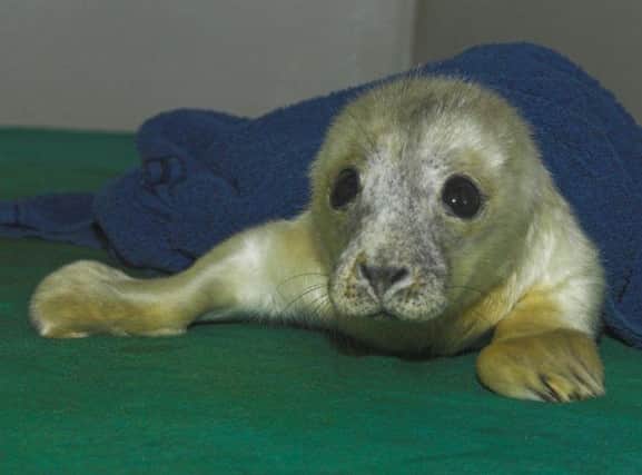 The seal pup has been named Snowy. Picture: Scottish SPCA