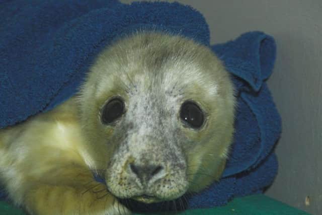 The Scottish SPCA expects to care for around 100 orphaned or injured seal pups between now and April. Picture: Scottish SPCA