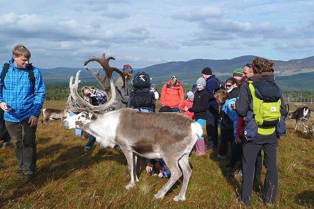 Take a visit to the Cairngorm Reindeer Centre. Picture: Geograph.org