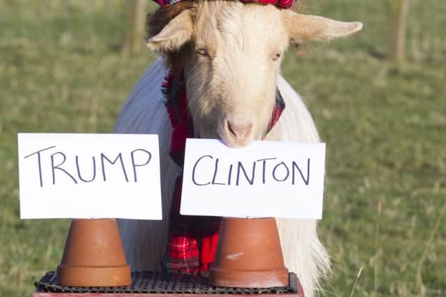 Boots the psychic goat predicts the results of the US Presidential election, with Hillary Clinton being his choice to win. Picture: SWNS