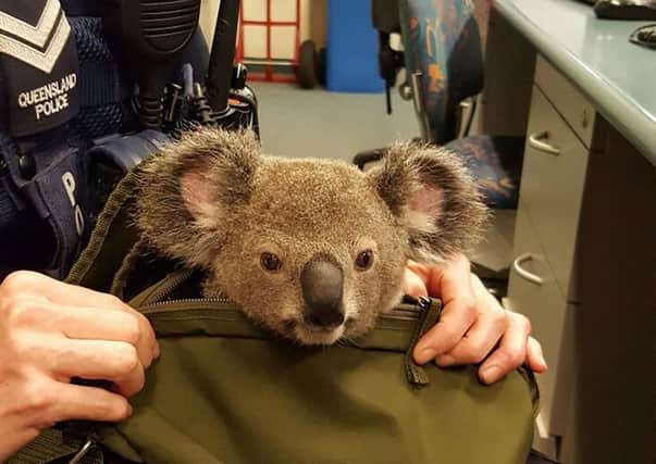 Australian police made one of their more unusual finds when they uncovered a baby koala hidden in the bag of a woman they stopped in the street. Picture: AFP PHOTO AND QUEENSLAND POLICE