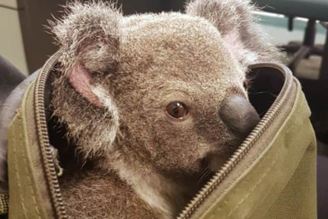A koala peeks out form the top of a bag at the Upper Mount Gravatt Police station in Brisbane, Australia. (Queensland Police via AP)