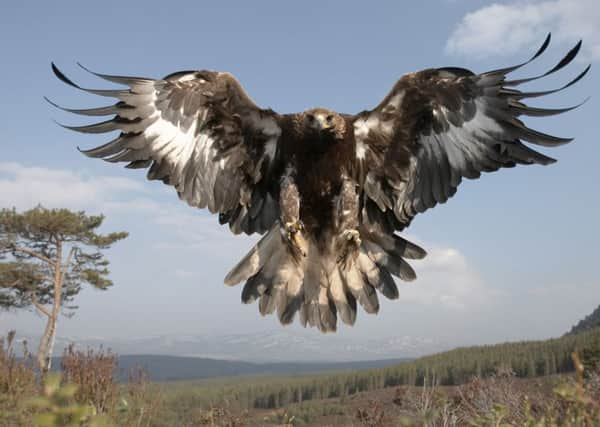 Scotland's golden eagle population has reached a level where the survival prospects for the species are favourable for the first time in over 30 years. Picture: RSPB
