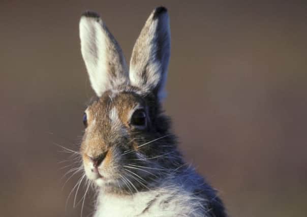 Native mountain hares are being killed under special licences during times when they are traditionally protected. Picture: Getty Images