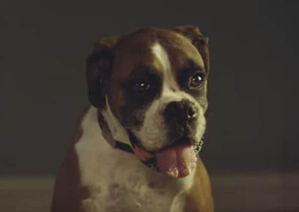 Buster features in the new John Lewis Christmas ad. Picture: YouTube/John Lewis