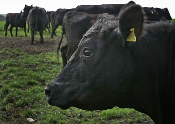 Post-Brexit beef exports to the EU could face tariffs. Picture: Christopher Furlong/Getty Images