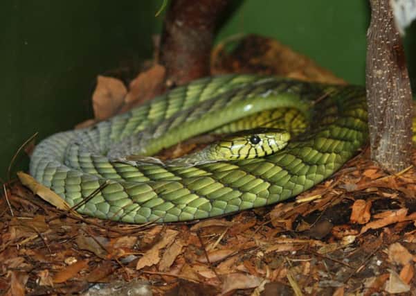 A western green mamba was found on the boat that had arrived from west Africa. File picture: Contributed