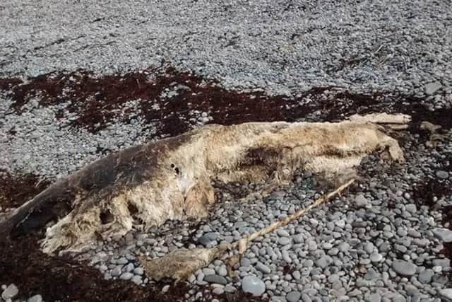 Scottish islanders claim to have found the badly-decomposed remains of three Polar bears washed up on a beach.

Picture: Deadline News