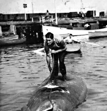 Sharks would often be towed into Mallaig Harbour. PIC Hebridean Sharker/Birlinn Books.