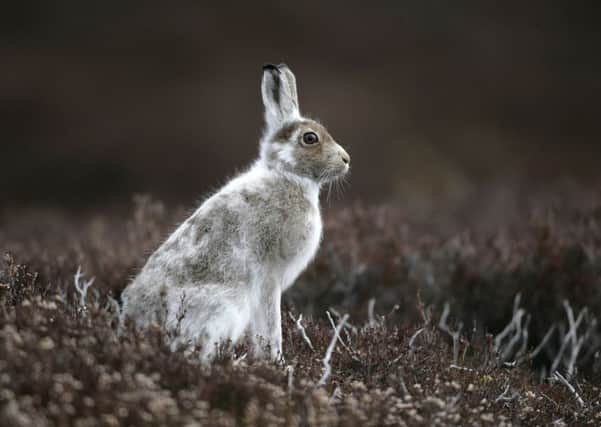 The mountain hare. Picture: GettyImages