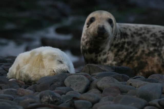 A grey seal with her pup. The Isle of May is a vital breeding ground for the marine animals. Picture: David Steel