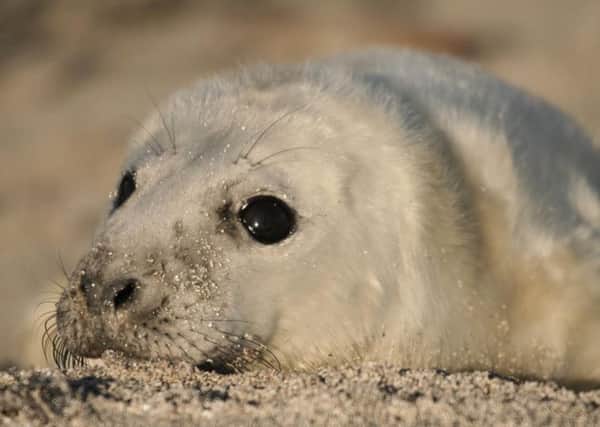 There are around 8,000 seals on the tiny island at this time of year. Picture: David Steel