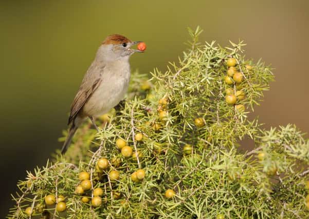 The latest figures show blackcap numbers have risen fourfold since 1994. Picture: Lorne Gill
