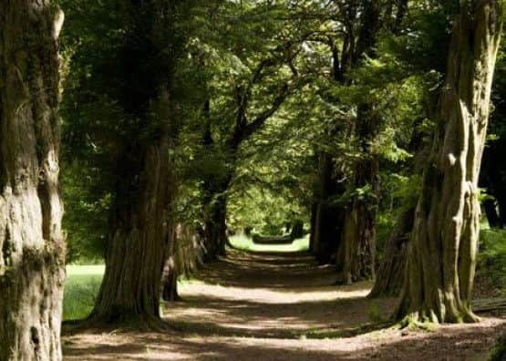 The yew walkway at Cleish Castle dates from around 1620. PIC:Strutt&Parker.