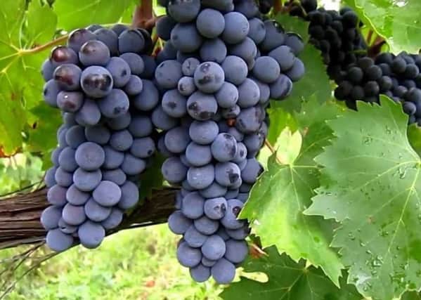 Wine 5th June 2016
Sangiovese grapes - Main Feature Picture