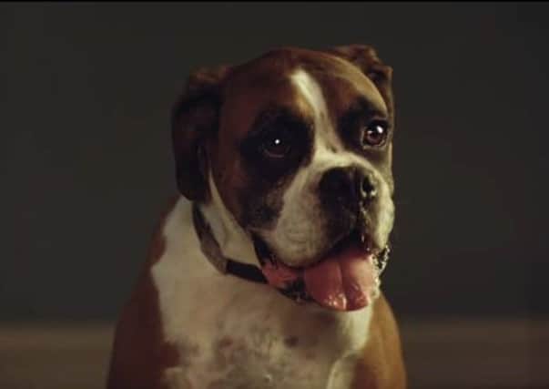 After a relatively unsuccessful offering last year, John Lewis has returned this year with a fun Christmas advert featuring Buster the Boxer.