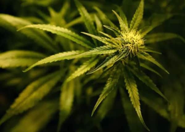 Cannabis should be legalised for medical use, a cross-party group of MPs and peers has recommended. Gareth Fuller/PA Wire