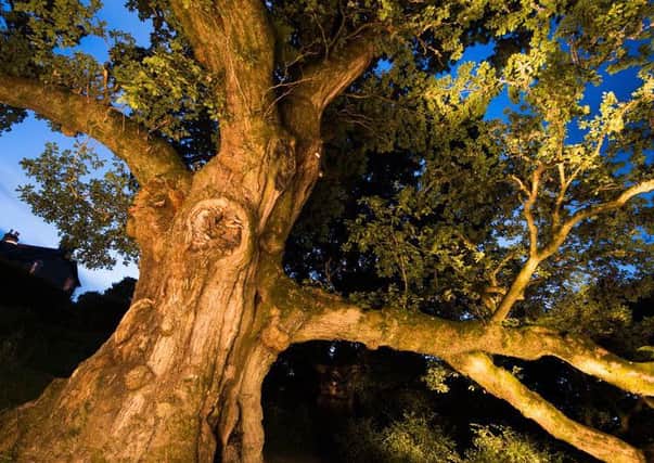 The Birnam Oak, believed to be the last survivor of the ancient wood mentioned in Shakespeare's Macbeth, has been shortlisted for the 2016 Tree of the Year award. Picture: Niall Benvie/PA
