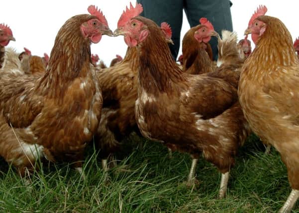 Hens at a Scottish farm. Picture: Ian Rutherford.