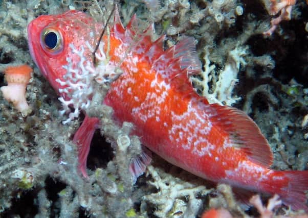 Scotland's deep-sea coral faces threat from climate change. Picture: UK Ocean Acidification Programme