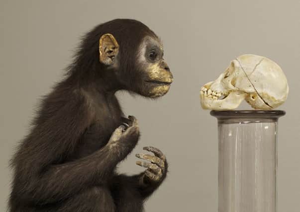 Primates by Dalziel and Scullion 2013 PIC: University of Dundee Museum Services