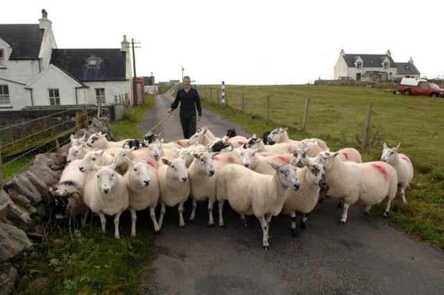 Crofter Lachie MacFadyen moves his sheep on the Isle of Tiree, which forms part of the Argyll and Bute constituency in Westminster. Picture: Ian Rutherford/TSPL