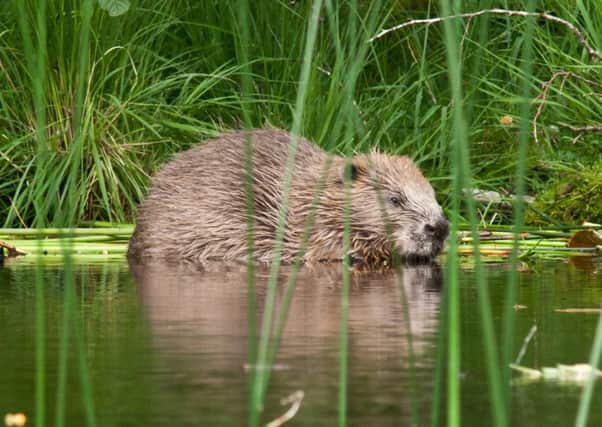 Beavers were reintroduced in Argyll. Picture: Contributed
