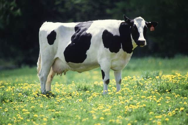 A female cow