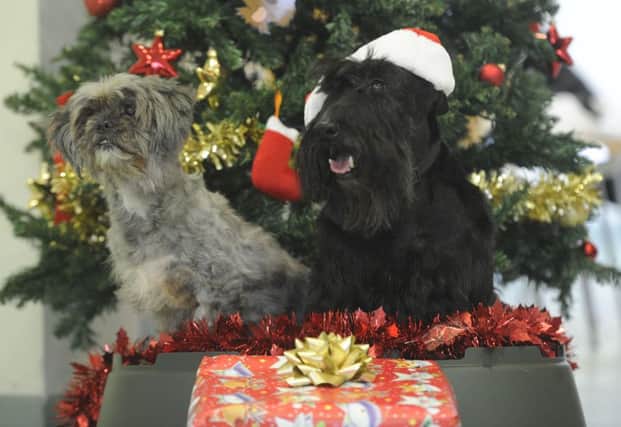 Dog owners are being warned over the dangers of festive chocolate. Picture: Esme Allen