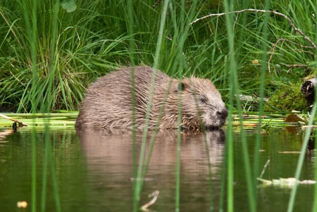 The Eurasian beaver is to be formally recognised as a native species after the first formal mammal reintroduction in UK history.