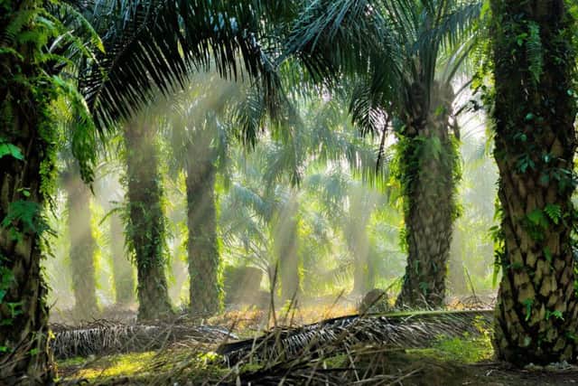 Palm oil plantations in Indonesia are using child labour. Picture: Getty Images/iStockphoto