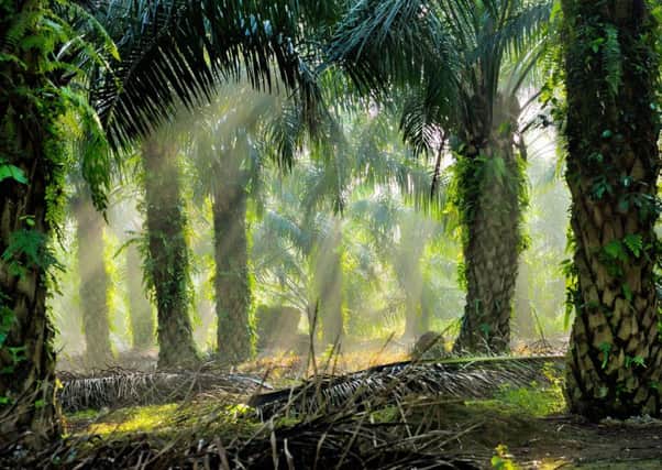 Palm oil plantations in Indonesia are using child labour. Picture: Getty Images/iStockphoto
